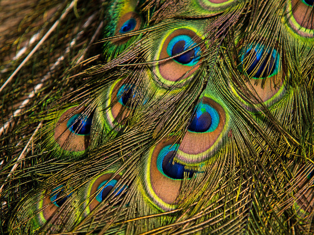 50 Pieces - 10-12" Natural Iridescent Green Peacock Tail Eye Wholesale Feathers (Bulk)