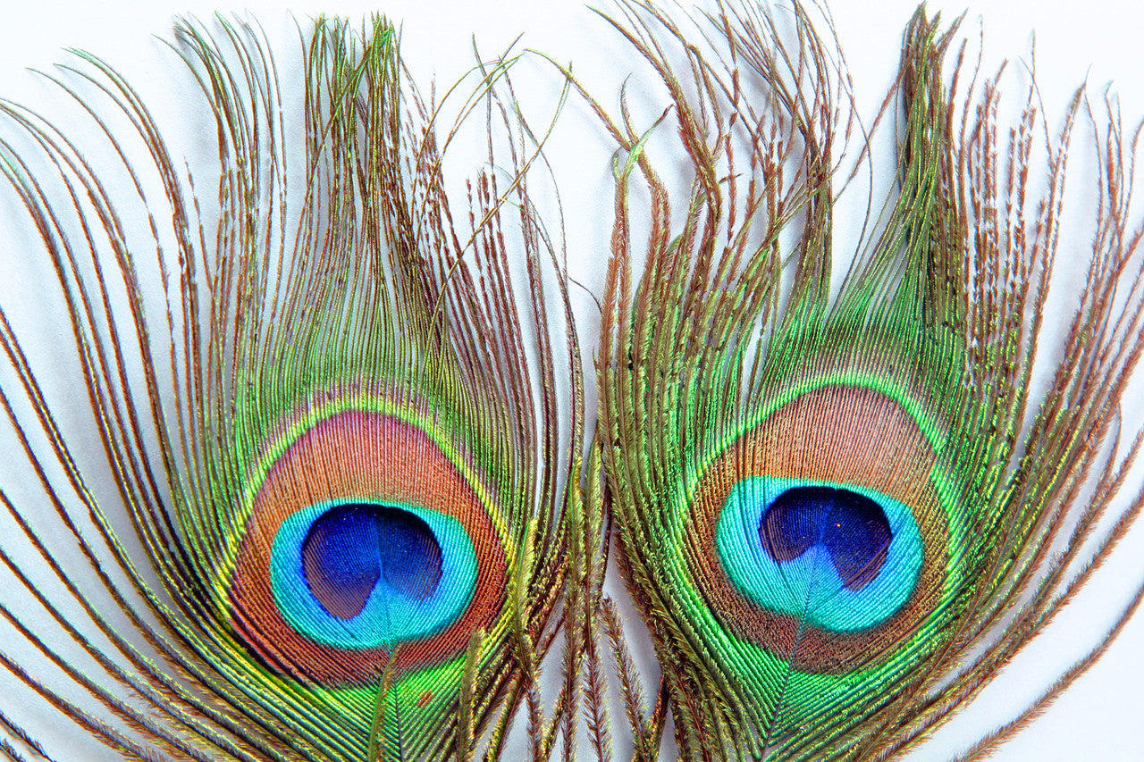 50 Pieces - 10-12" Natural Iridescent Green Peacock Tail Eye Wholesale Feathers (Bulk)