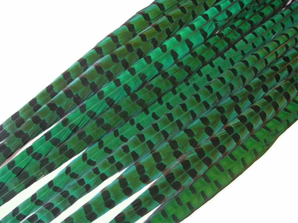 50 Pieces - 18-22" Peacock Green Dyed Over Natural Long Ringneck Pheasant Tail Wholesale Feathers (Bulk)