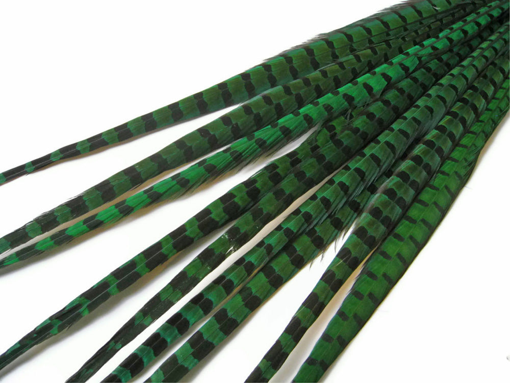 50 Pieces - 18-22" Peacock Green Dyed Over Natural Long Ringneck Pheasant Tail Wholesale Feathers (Bulk)