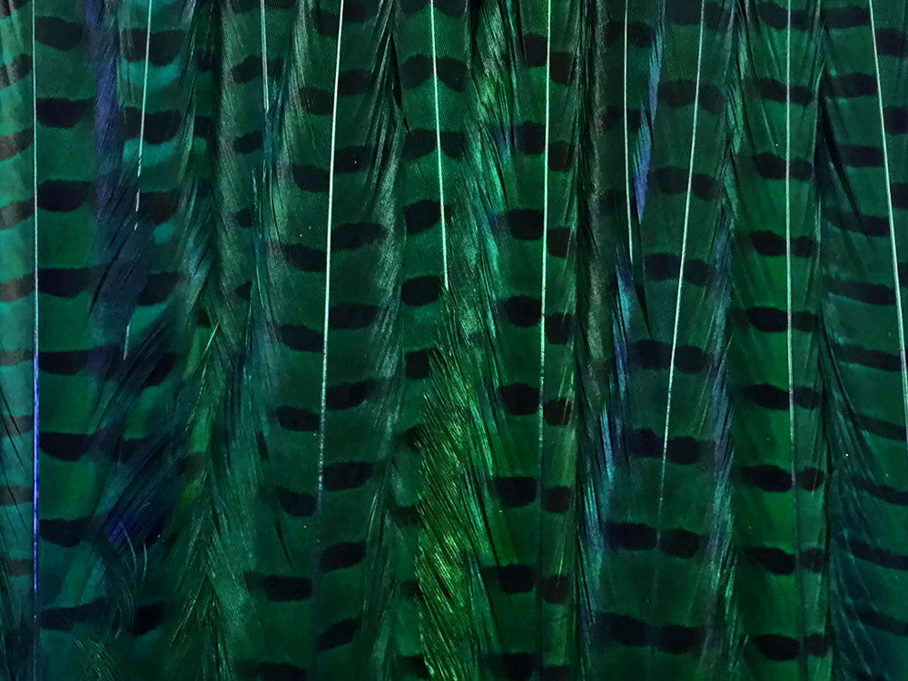 50 Pieces - 18-22" Peacock Green Dyed Over Natural Long Ringneck Pheasant Tail Wholesale Feathers (Bulk)