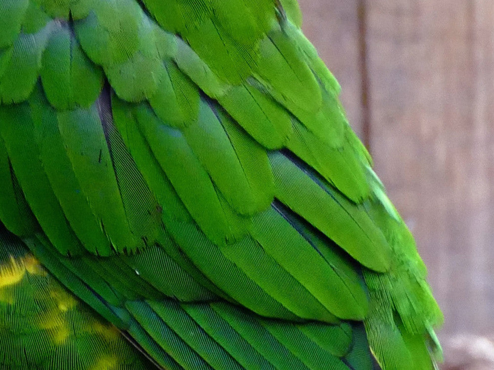 4 Pieces - Natural Green Amazon Parrot Wing Feathers -Rare-