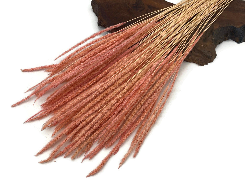 60 Pieces - 18-22" Dyed Pink Thousand Grass Reed Preserved Dried Botanical 