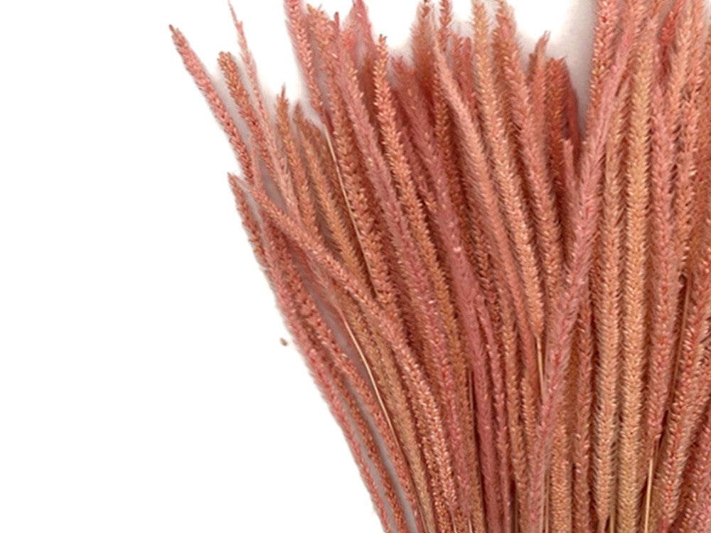 60 Pieces - 18-22" Dyed Pink Thousand Grass Reed Preserved Dried Botanical 