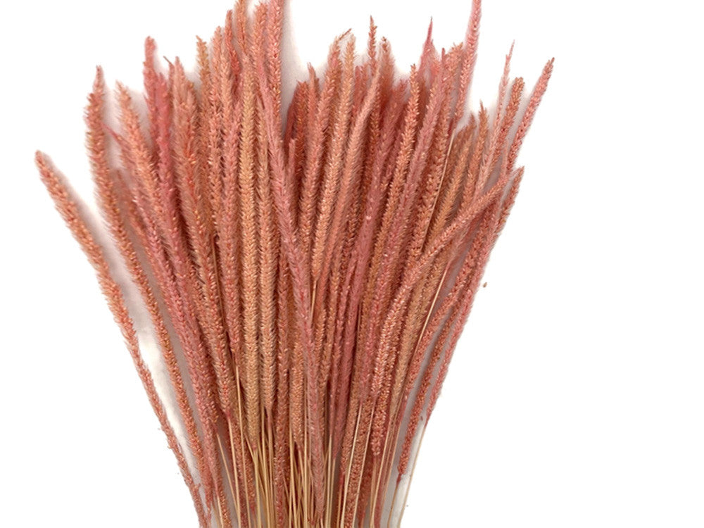 60 Pieces - 18-22" Dyed Pink Thousand Grass Reed Preserved Dried Botanical 