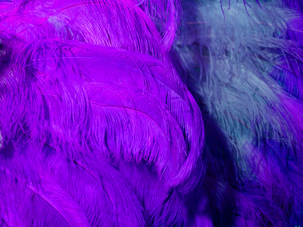 1/2 Lb. - 25-29" Purple Large Ostrich Wing Plume Wholesale Feathers (Bulk) 