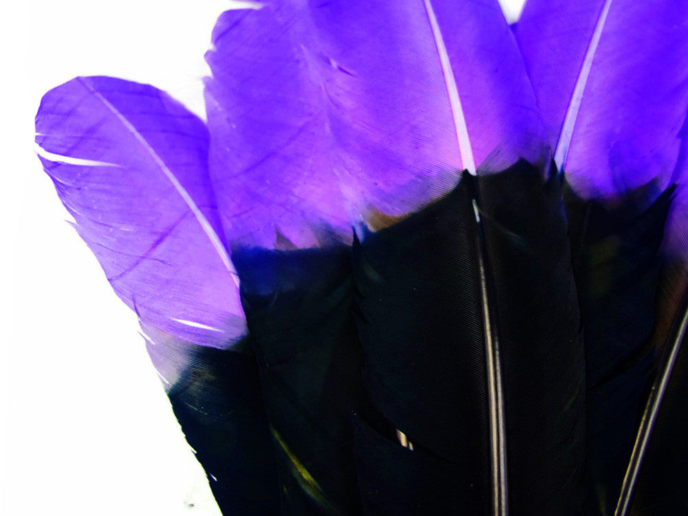 6 Pieces - Purple & Black Two Tone Turkey Round Tom Wing Secondary Quill Feathers