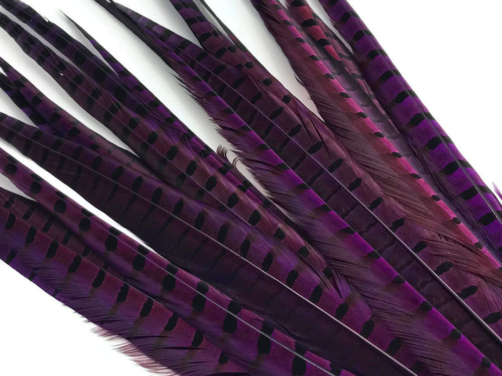 50 Pieces - 18-22" Purple Dyed Over Natural Long Ringneck Pheasant Tail Wholesale Feathers (Bulk)