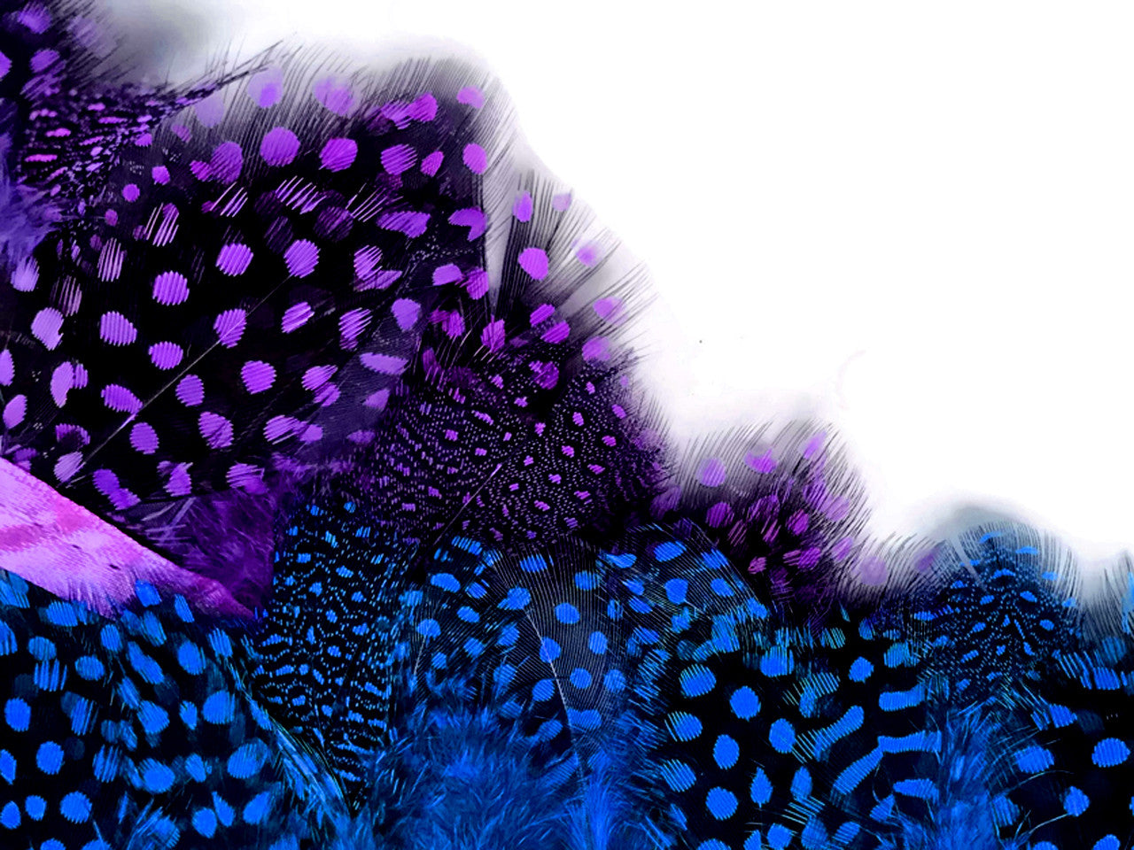 1 Yard - Purple Guinea Hen Plumage Feather Trim