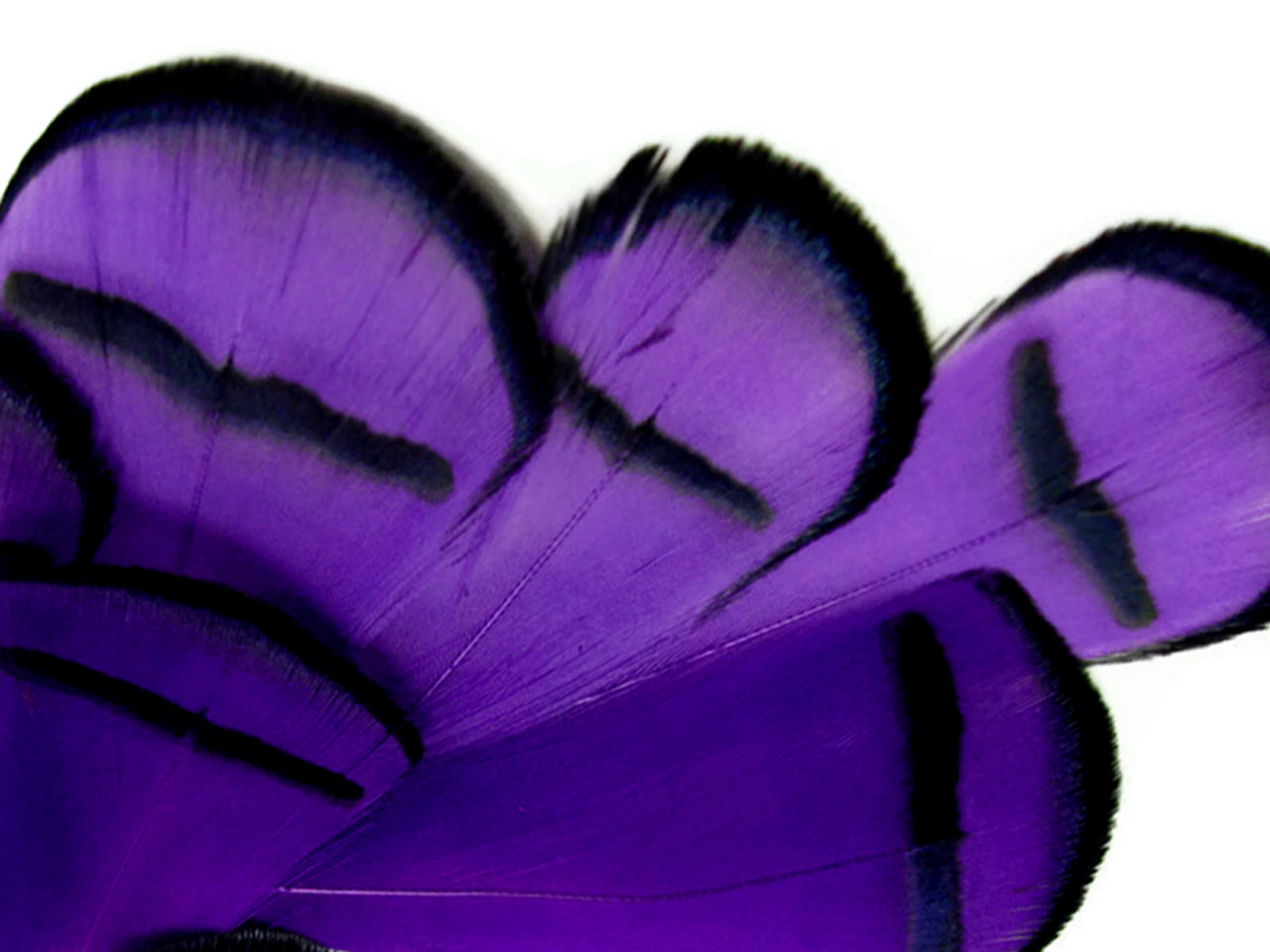 1 Dozen - Dyed Purple Lady Amherst Pheasant Tippet Feathers