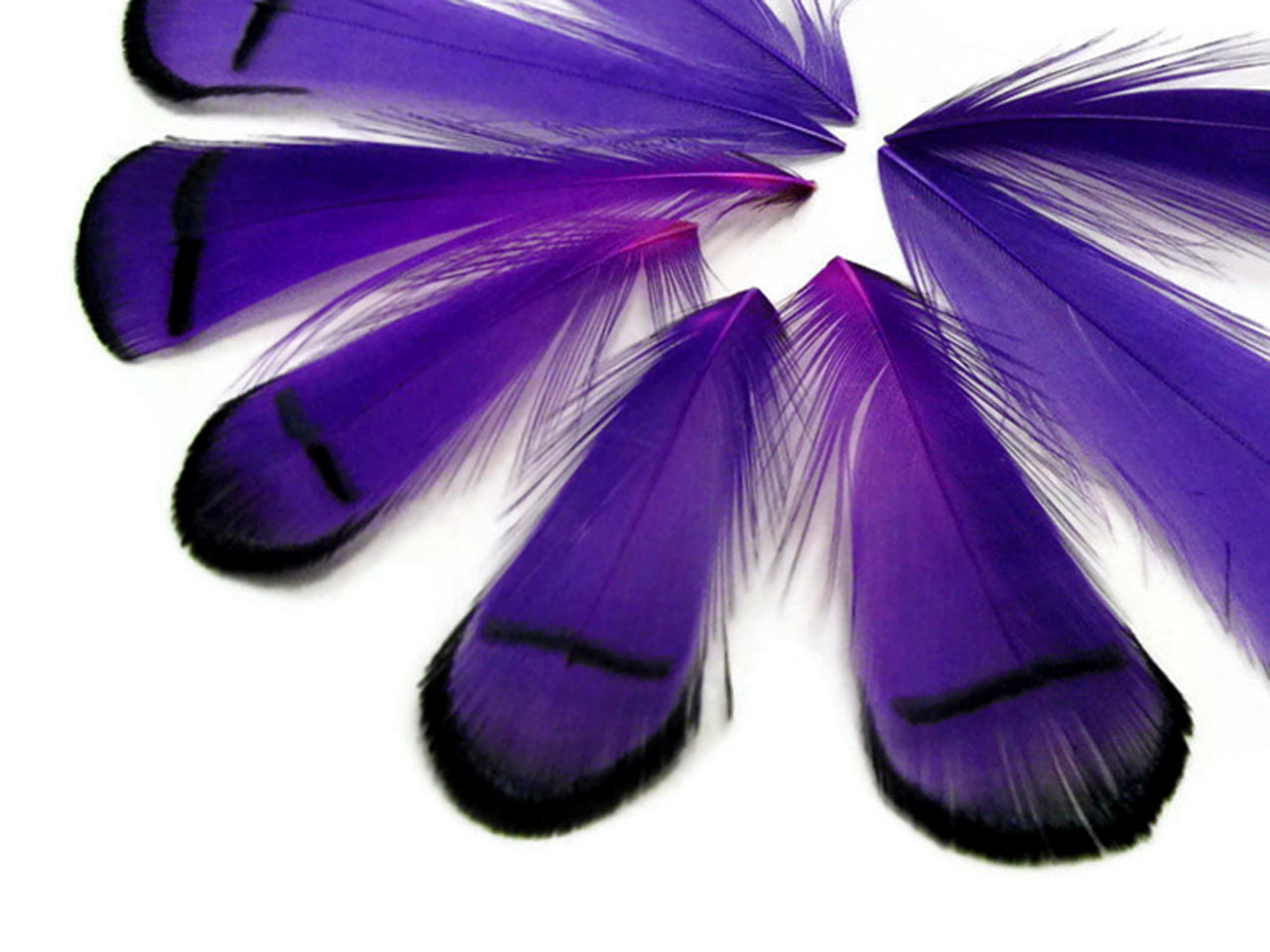 1 Dozen - Dyed Purple Lady Amherst Pheasant Tippet Feathers