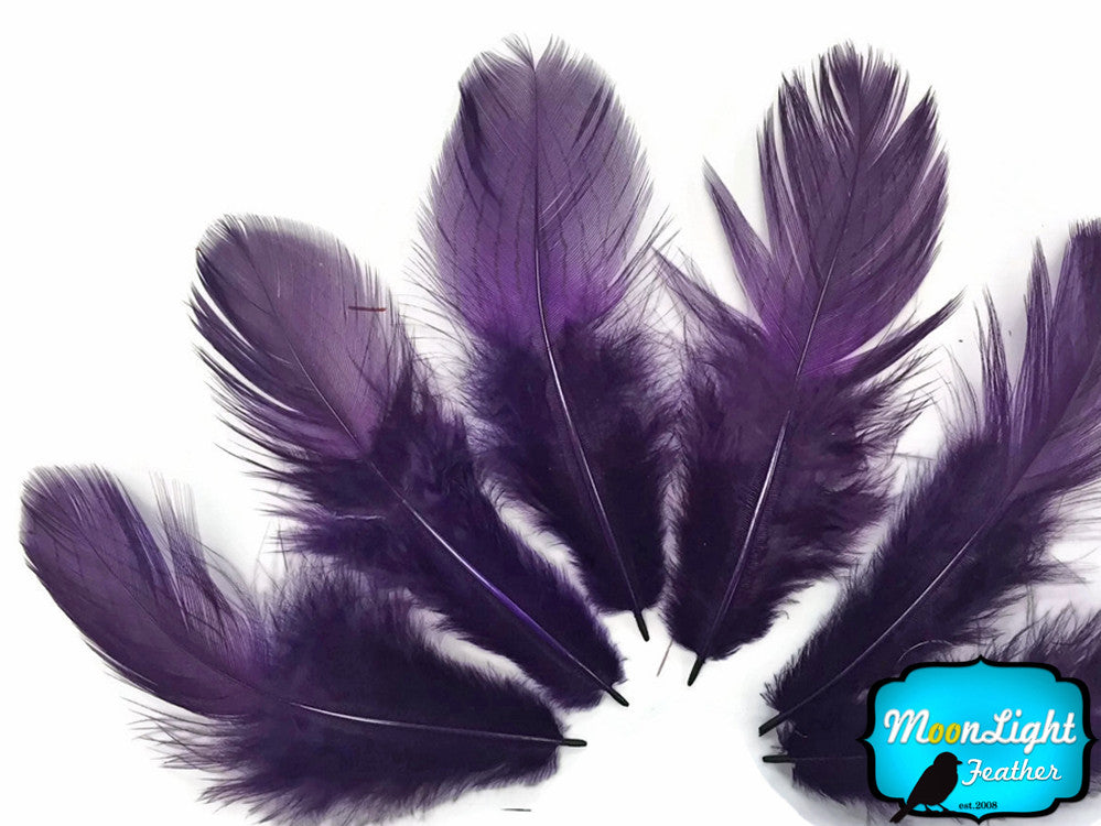 6 Pieces - Large Purple Silver Pheasant Barred Plumage Feathers