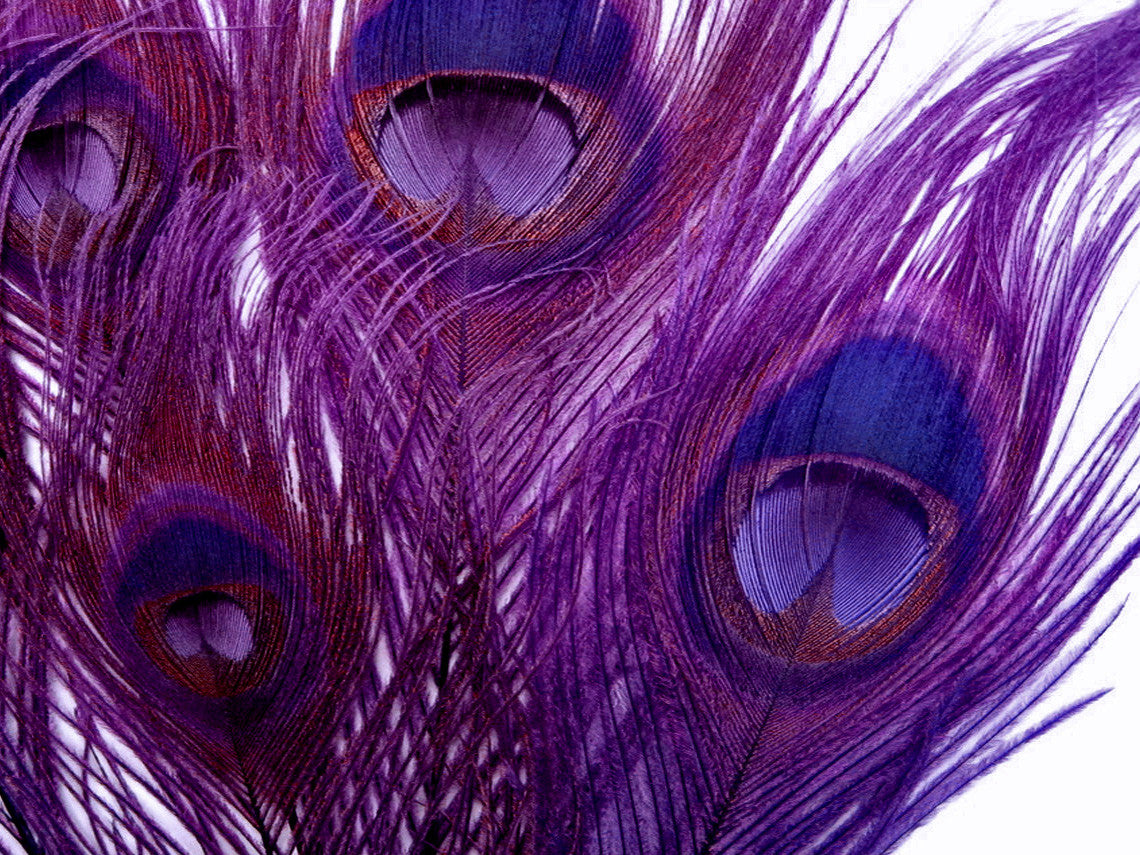 50 Pieces – Purple Bleached & Dyed Peacock Tail Eye Wholesale Feathers (Bulk) 10-12” Long 