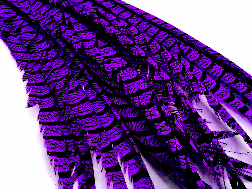 5 Pieces - 30-35" Purple Zebra Lady Amherst Pheasant Tail Super Long Feathers