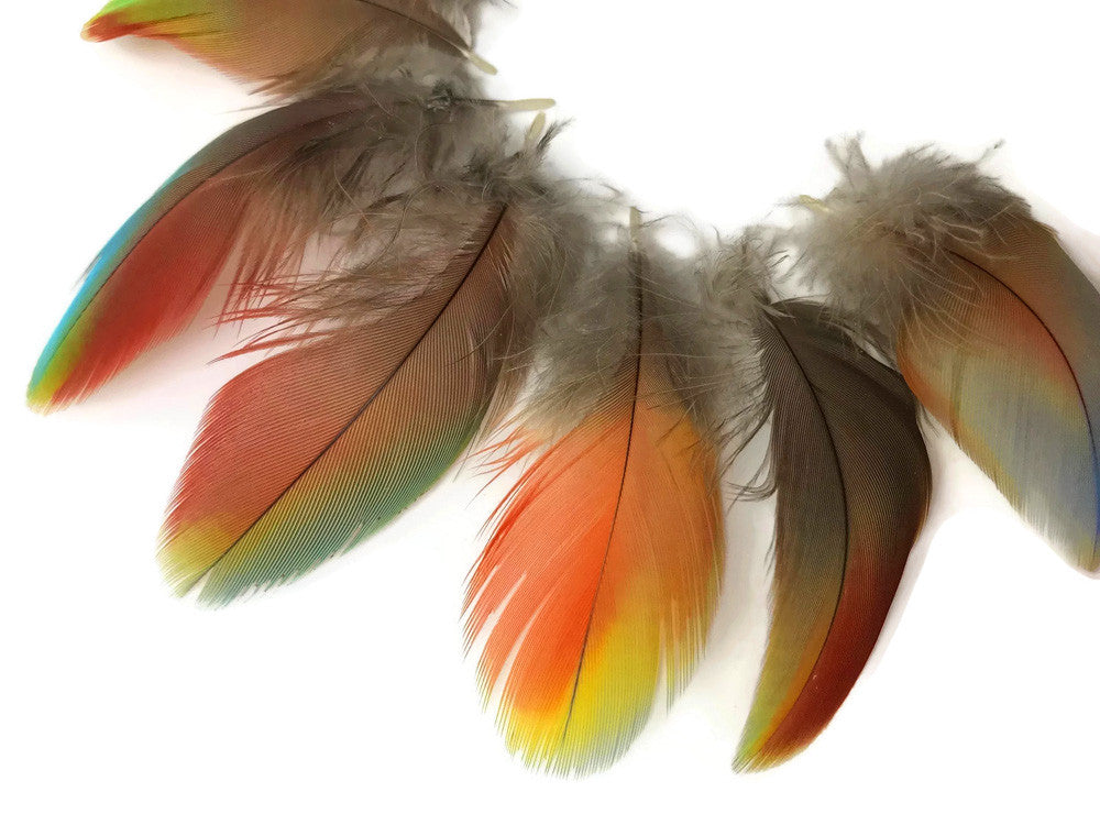 4 Pieces - Rainbow Hybrid Macaw Plumage Feathers - Rare-