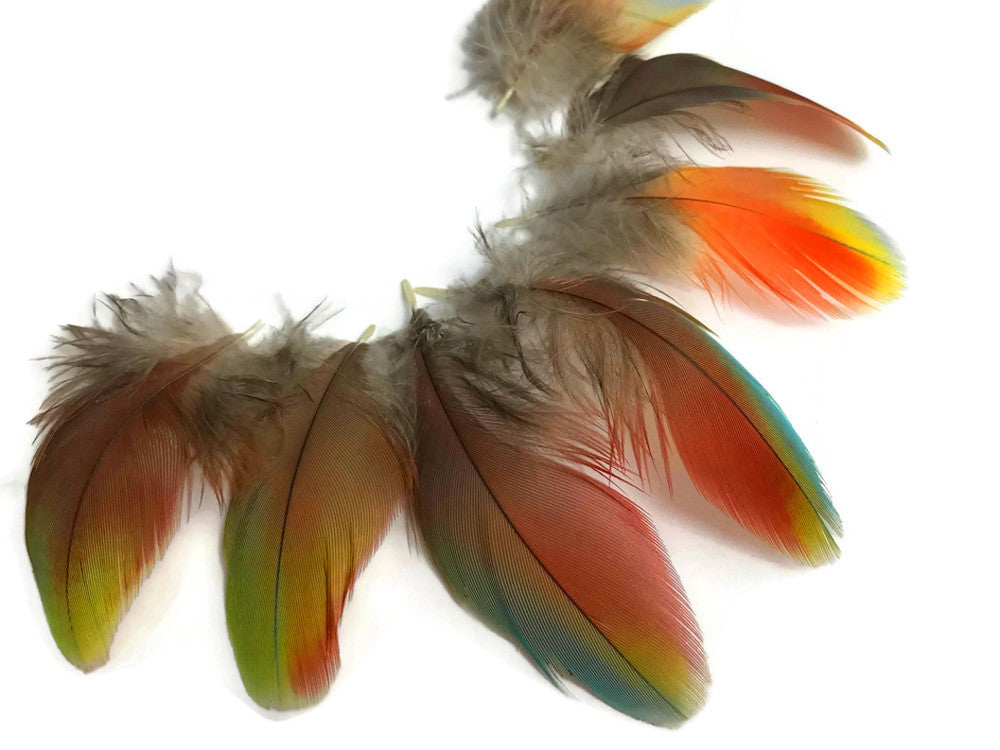 4 Pieces - Rainbow Hybrid Macaw Plumage Feathers - Rare-