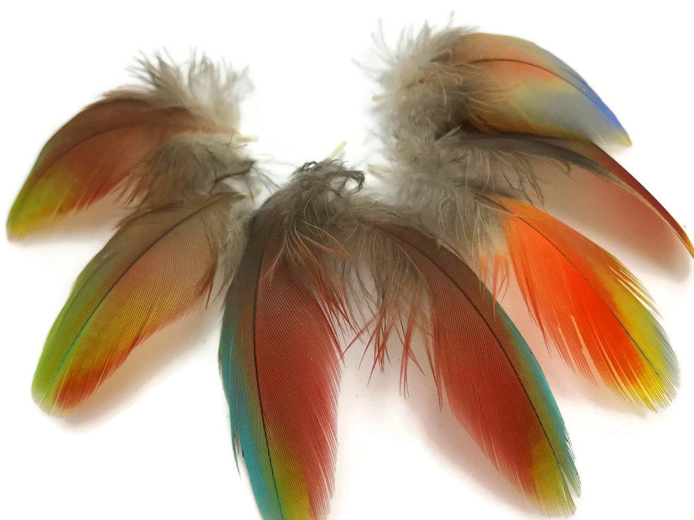 4 Pieces - Rainbow Hybrid Macaw Plumage Feathers - Rare-