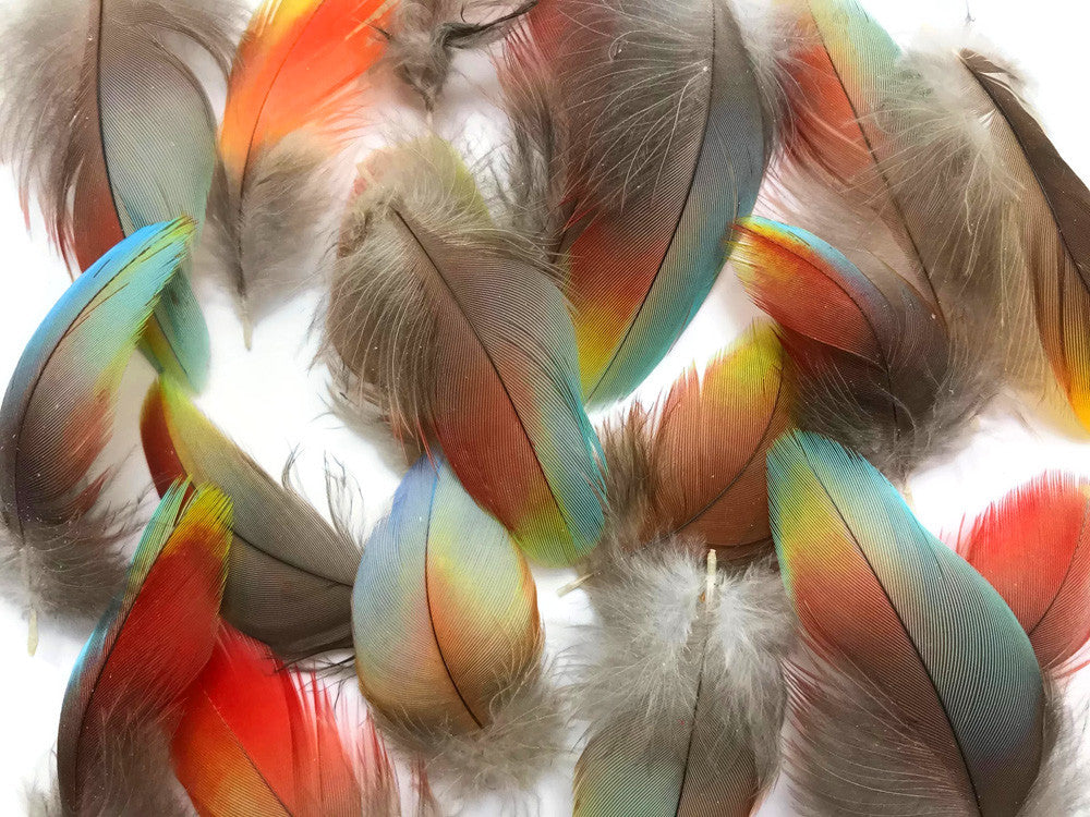 4 Pieces - Rainbow Hybrid Macaw Plumage Feathers - Rare-