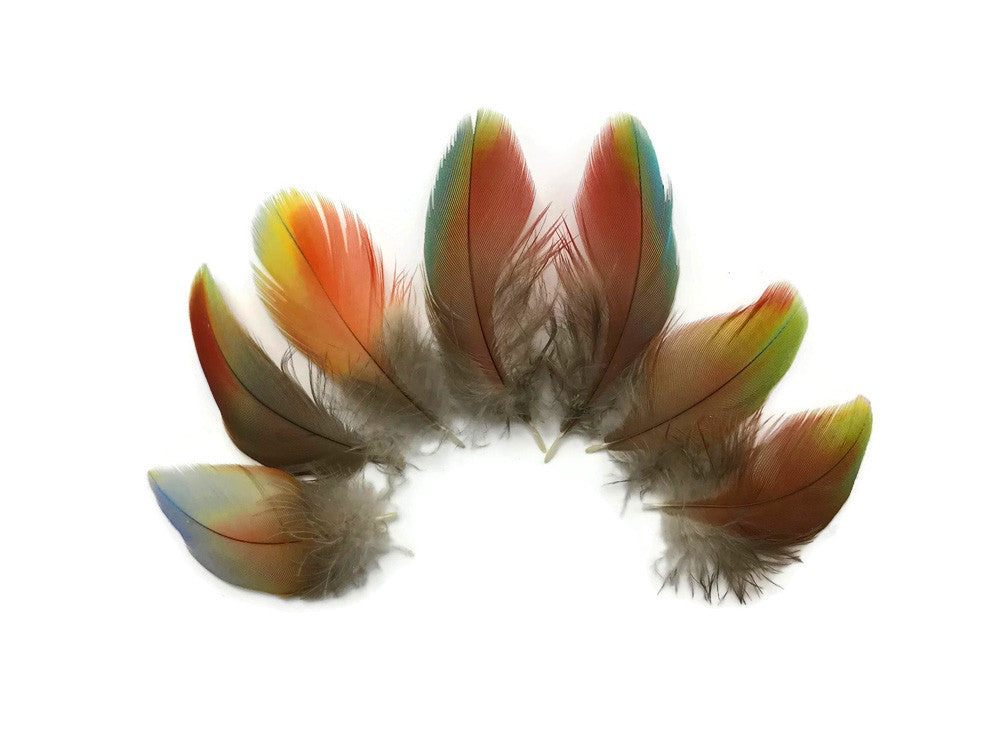 4 Pieces - Rainbow Hybrid Macaw Plumage Feathers - Rare-