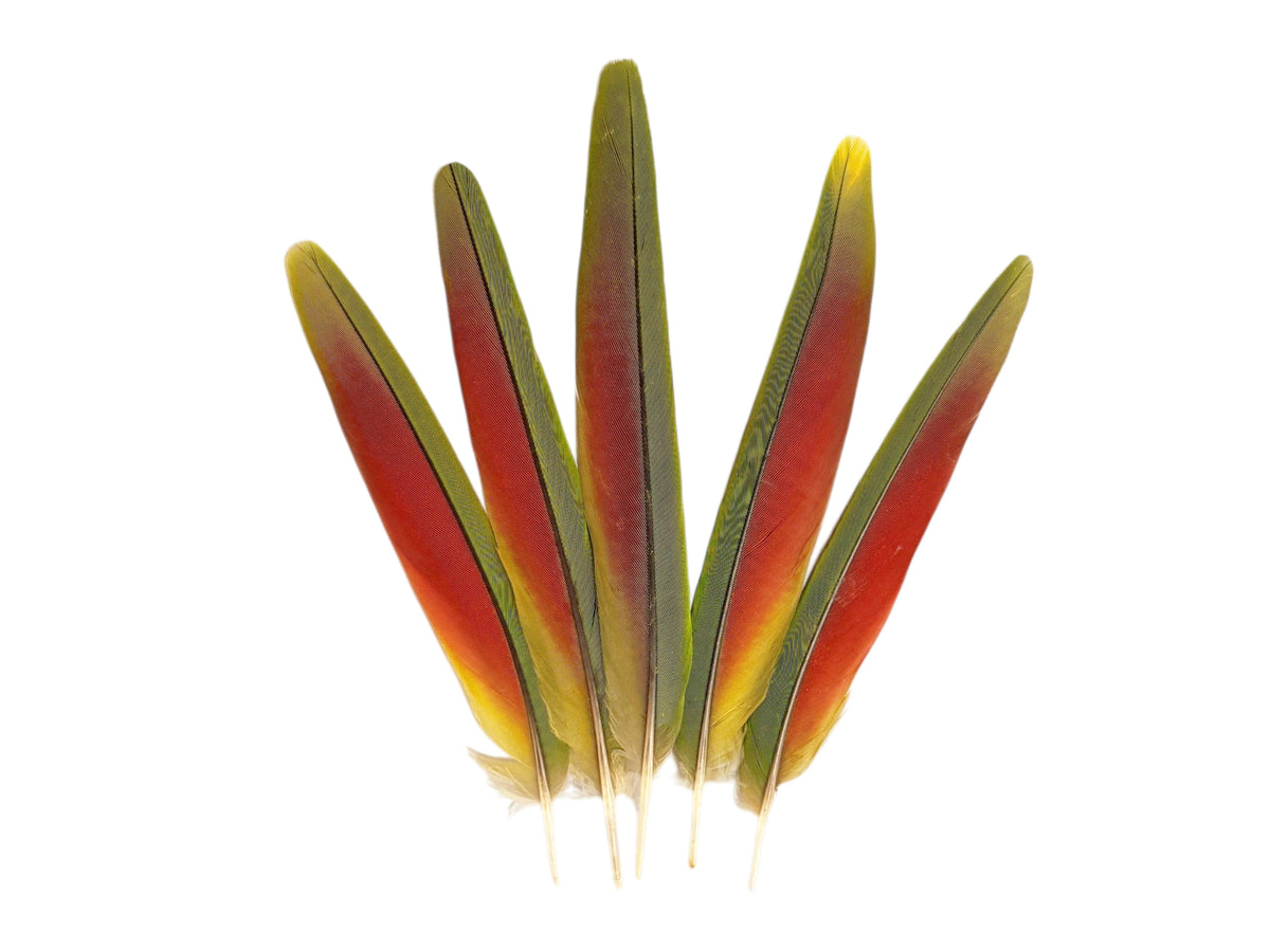 4 Pieces - Tri Color Rainbow Ombre Conure Parrot Pointed Tail Feathers - Rare-