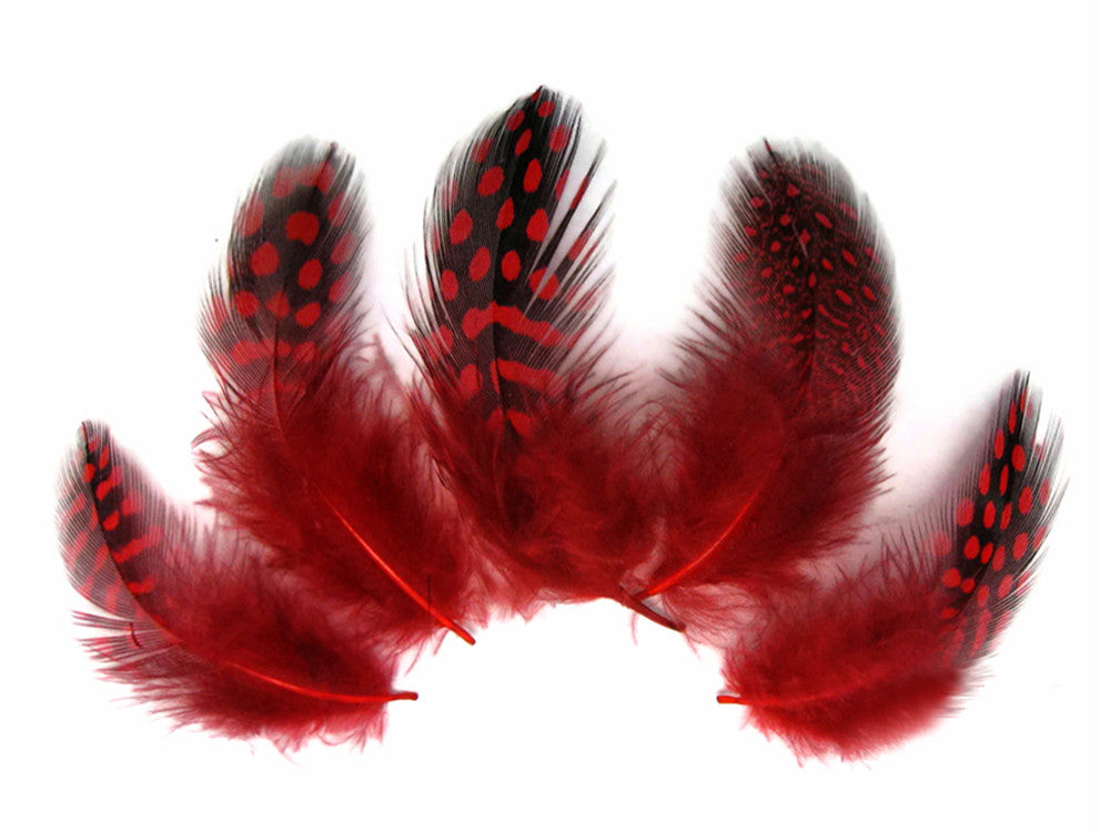 1/4 Lb - Red Guinea Hen Plumage Polka Dot Feathers Wholesale (Bulk)