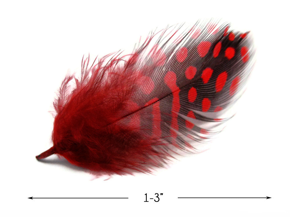 1 Pack - Red Guinea Hen Polka Dot Plumage Feathers 0.10 Oz.