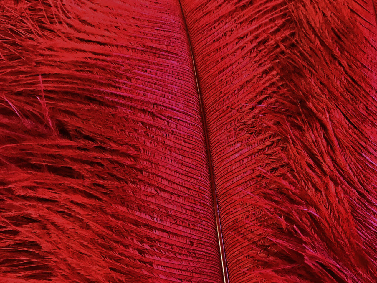 10 Pieces - 6-8" Red Ostrich Dyed Drabs Body Feathers