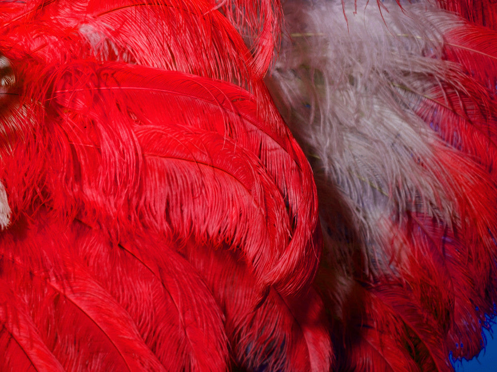 1/2 Lb. - 18-24" Red Large Ostrich Wing Plume Wholesale Feathers (Bulk)
