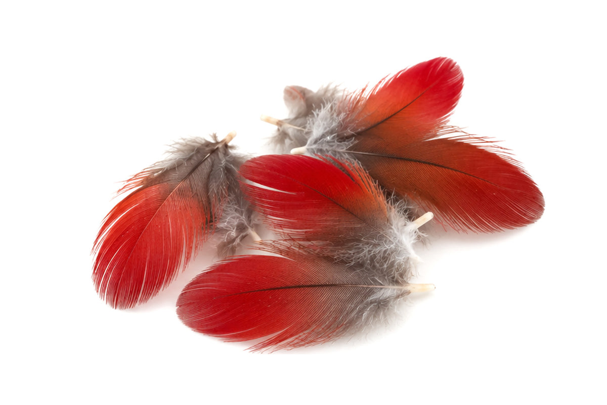 6 Pieces - Natural Red African Grey Parrot Small Body Plumage Feathers - Rare-