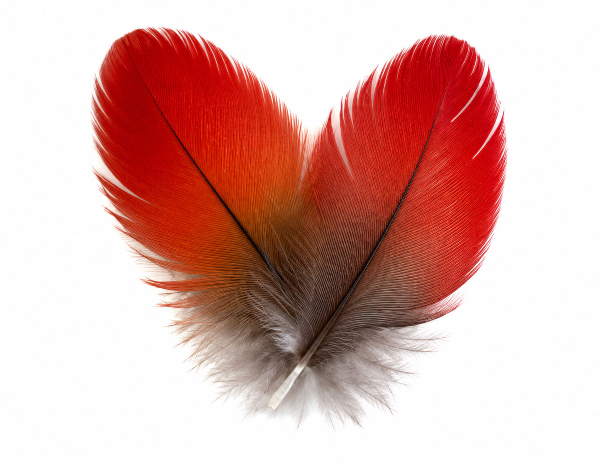 6 Pieces - Natural Red African Grey Parrot Small Body Plumage Feathers - Rare-