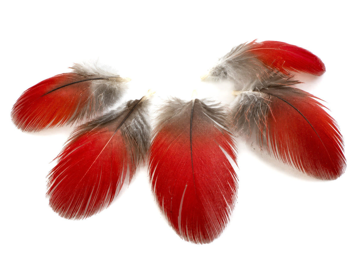 6 Pieces - Natural Red African Grey Parrot Small Body Plumage Feathers - Rare-