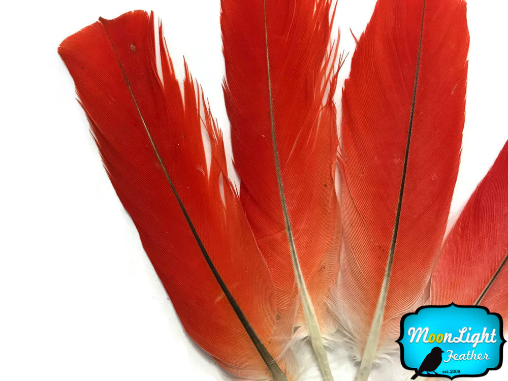 12 Red store African Grey Tail Feathers-1.5