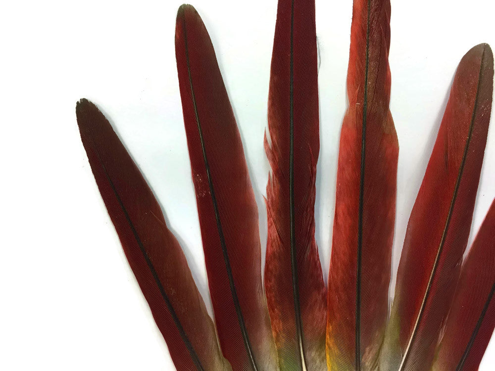 4 Pieces - Red African Grey Parrot Tail Feathers - Rare-