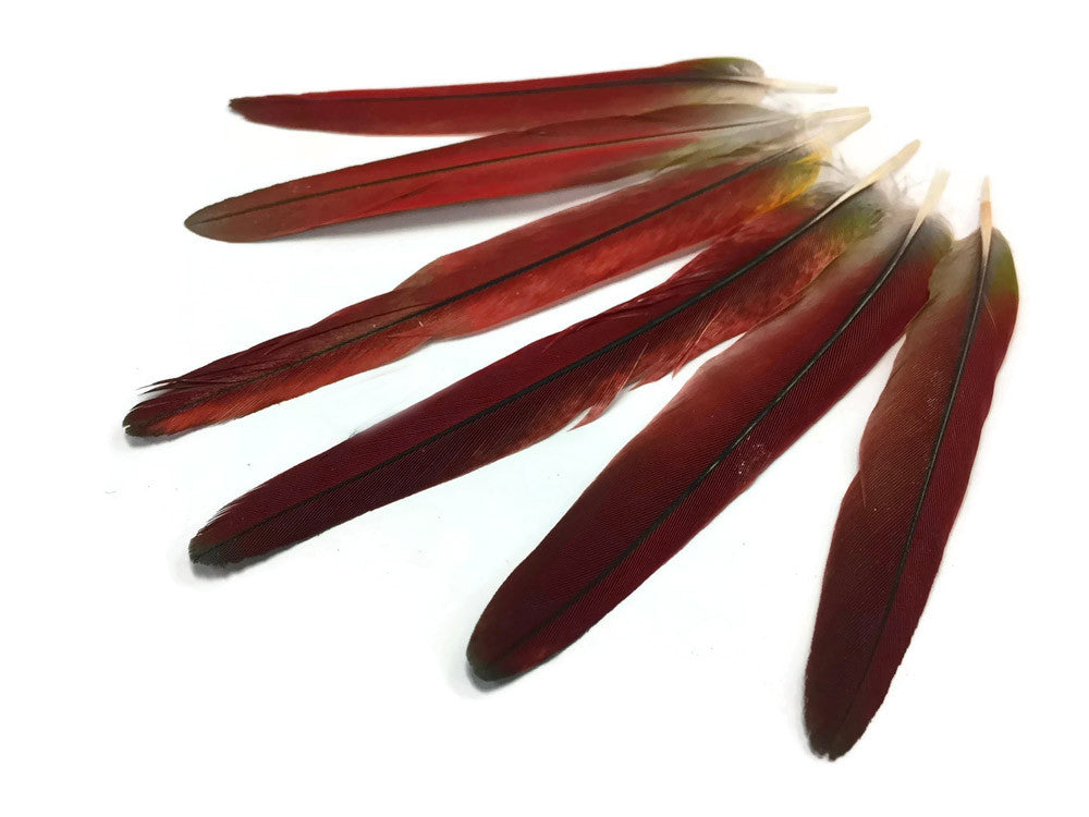 4 Pieces - Red African Grey Parrot Tail Feathers - Rare-