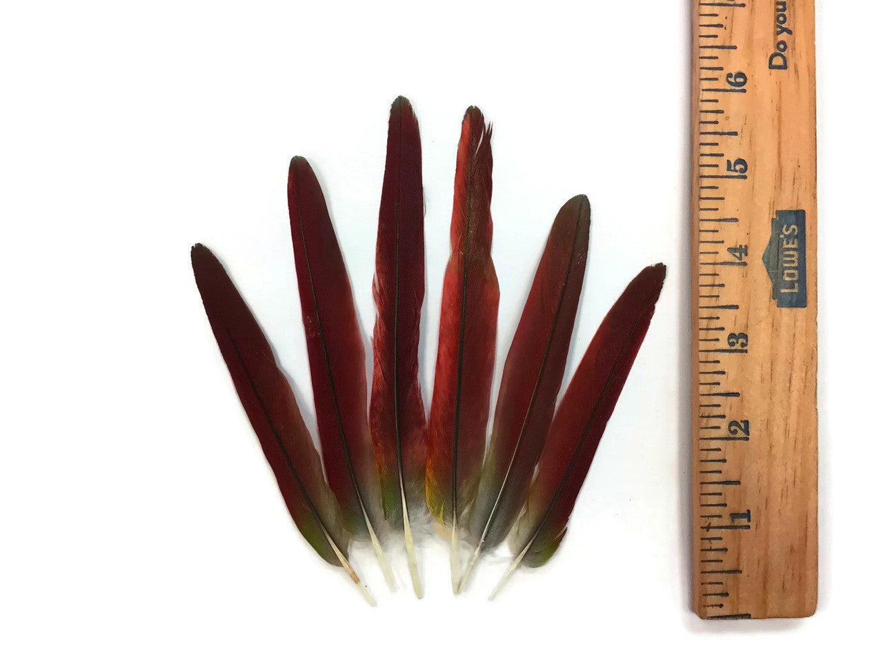 4 Pieces - Red African Grey Parrot Tail Feathers - Rare-