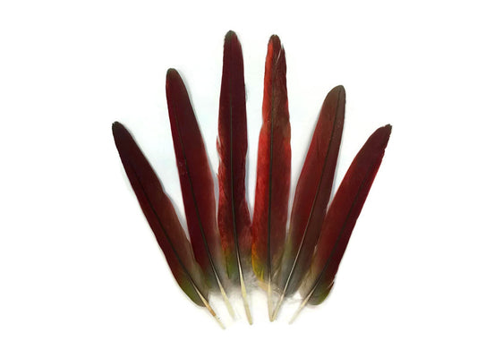 4 Pieces - Red African Grey Parrot Tail Feathers - Rare-