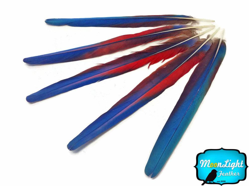 Twelve - Blue orders and Red Macaw Feathers ranging from 8-1/2