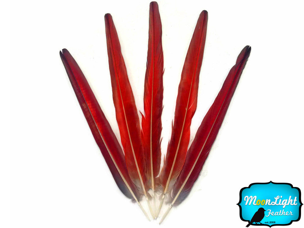 5 Tails Feathers -  Iridescent Blue And Red Macaw Tail Feather Set - Rare-