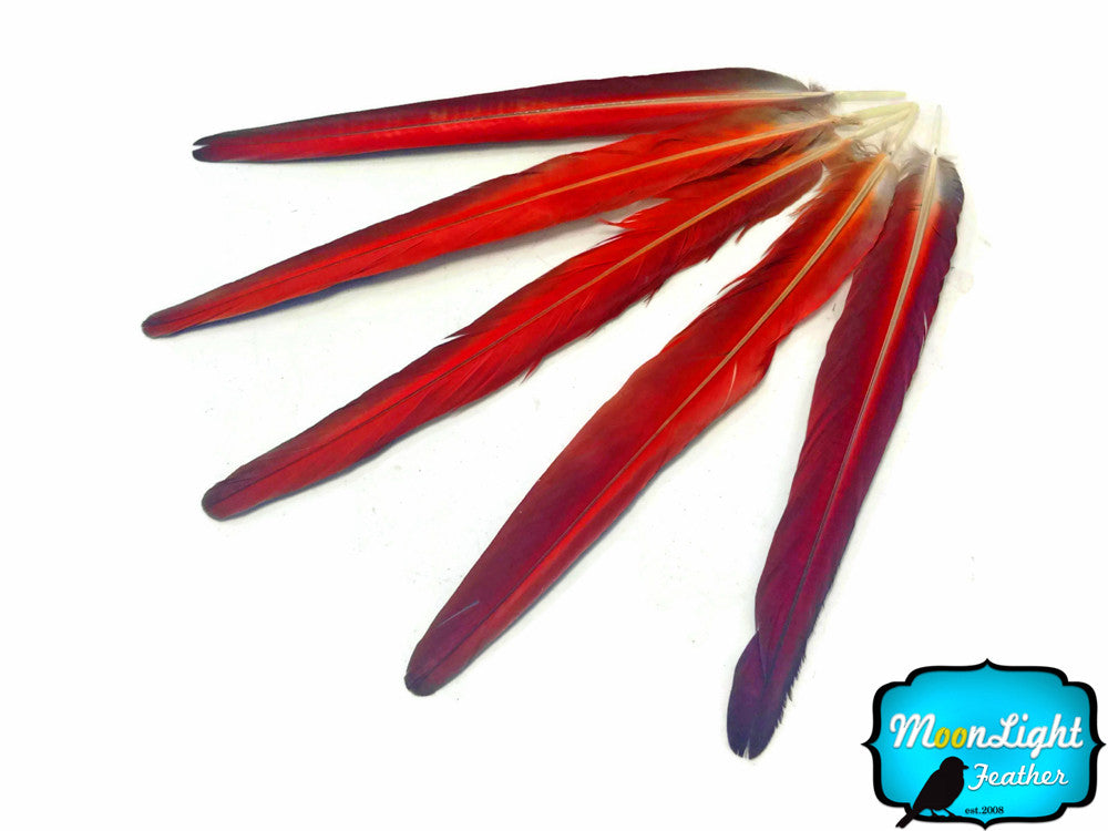 5 Tails Feathers -  Iridescent Blue And Red Macaw Tail Feather Set - Rare-