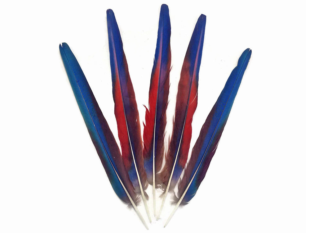 5 Tails Feathers -  Iridescent Blue And Red Macaw Tail Feather Set - Rare-