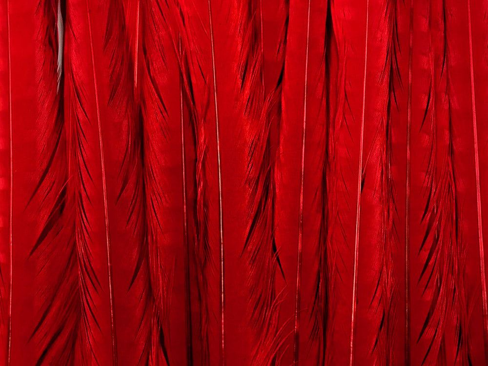 50 Pieces - 18-22" Red Bleached & Dyed Long Ringneck Pheasant Tail Wholesale Feathers (Bulk)