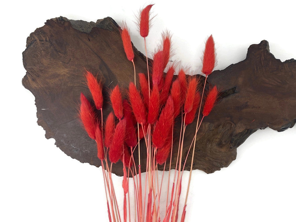 30 Pieces - 12-15" Red Bunny Tail Preserved Dried Botanical Grass Bouquet