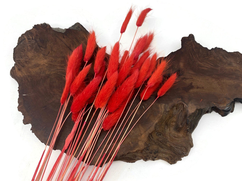 30 Pieces - 12-15" Red Bunny Tail Preserved Dried Botanical Grass Bouquet