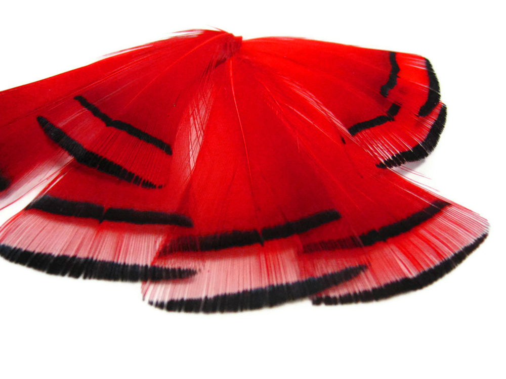 1 Dozen - Red Dyed Golden Pheasant Tippet Neck Plumage Feather