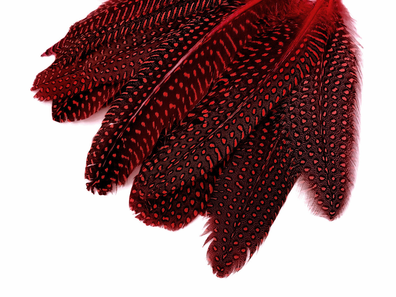 10 Pieces - Dyed Red Polka Dot Guinea Fowl Wing Quill Feathers