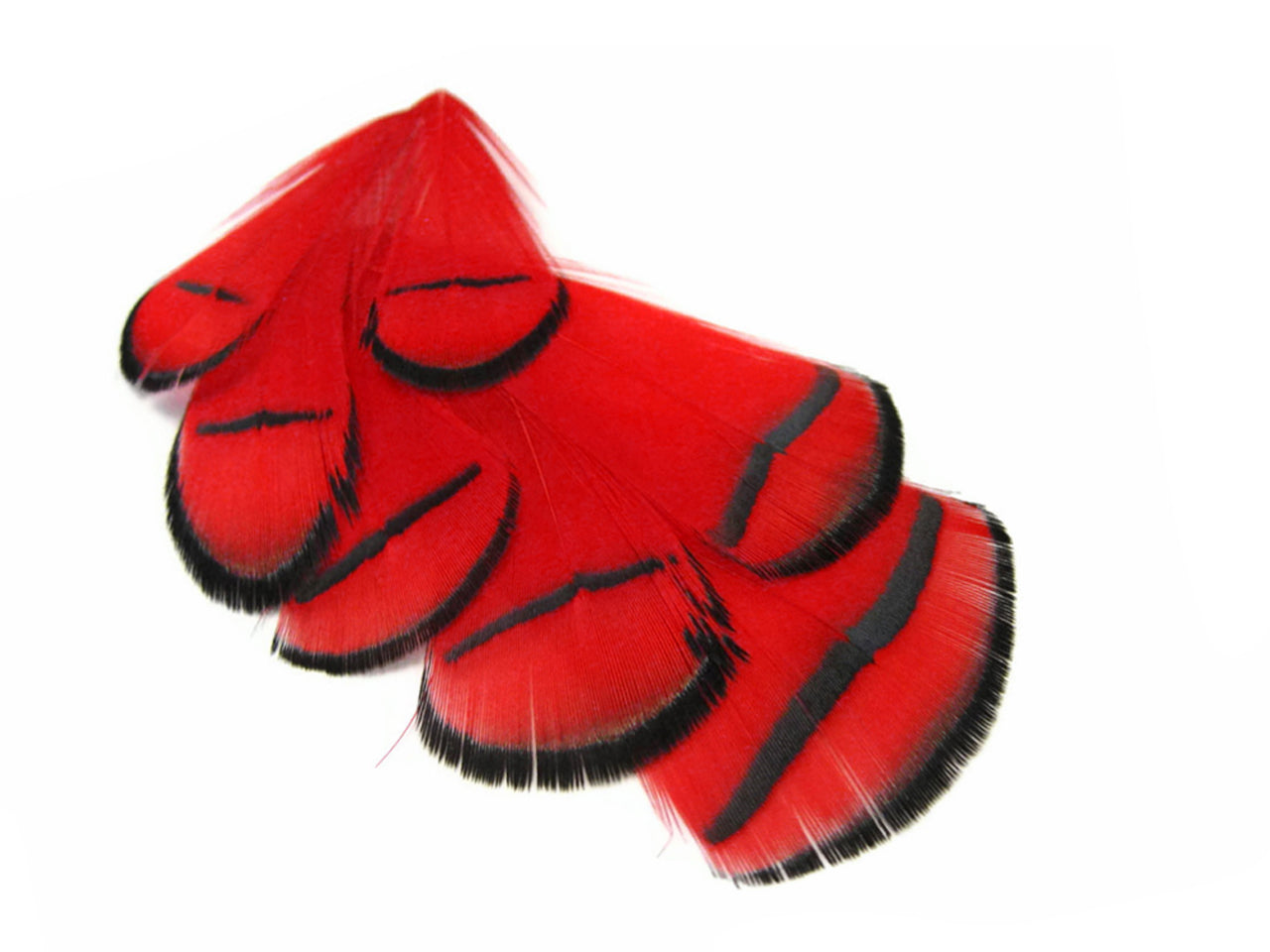 1 Dozen - Dyed Red Lady Amherst Pheasant Tippet Feathers