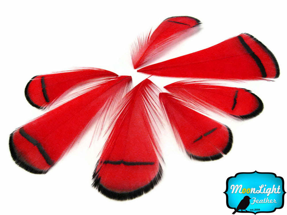 1 Dozen - Red Lady Amherst Pheasant Tippet Feathers