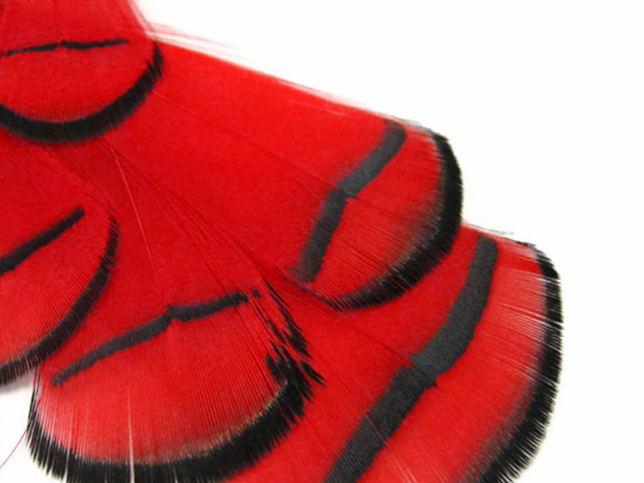 1 Dozen - Dyed Red Lady Amherst Pheasant Tippet Feathers