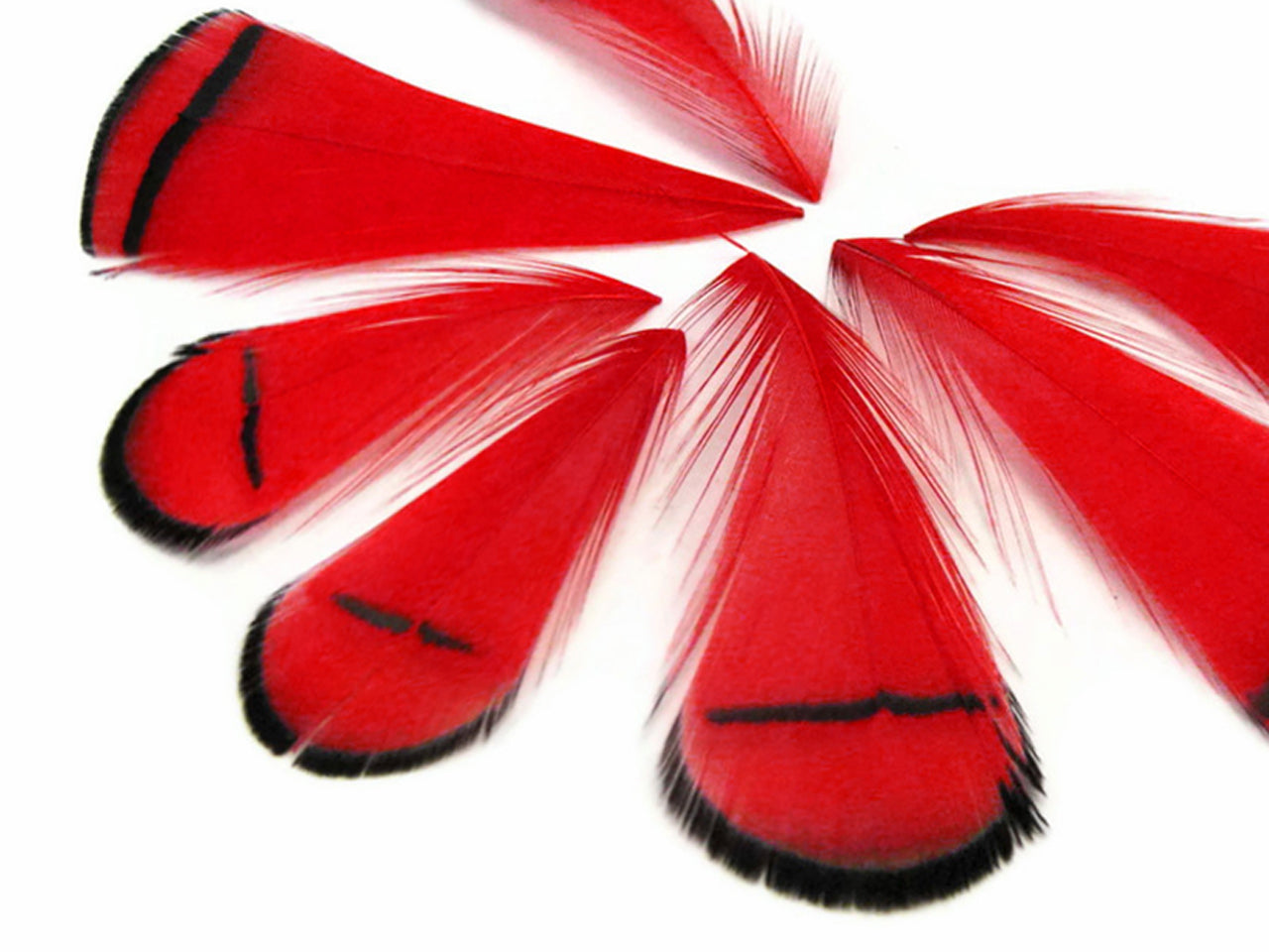 1 Dozen - Dyed Red Lady Amherst Pheasant Tippet Feathers