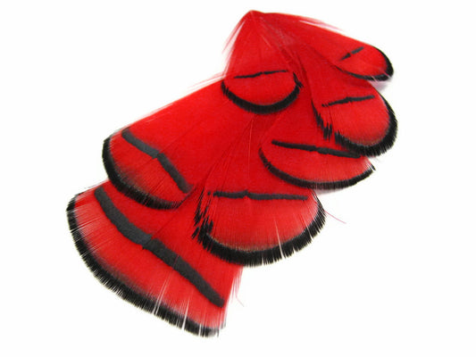 1 Dozen - Red Lady Amherst Pheasant Tippet Feathers